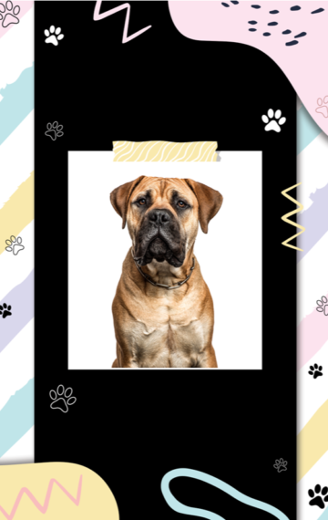 Bullmastiff