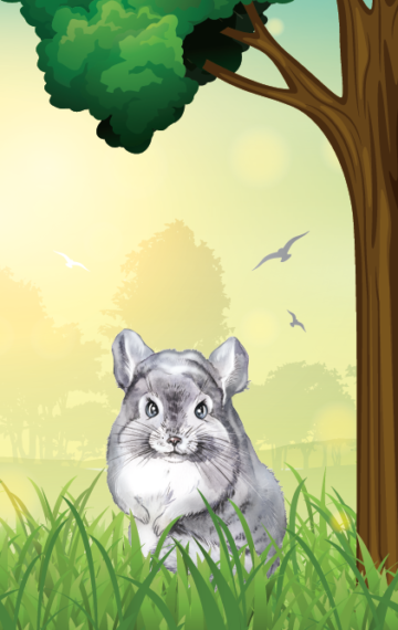 Chinchilla