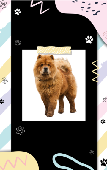 Chow Chow