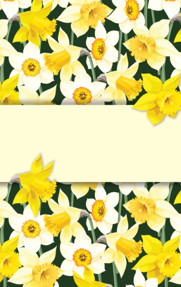 Daffodils