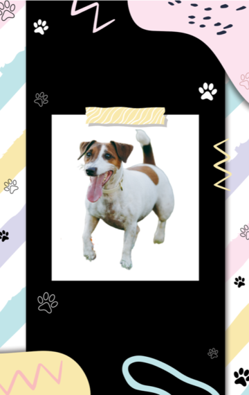 Jack Russell Terrier