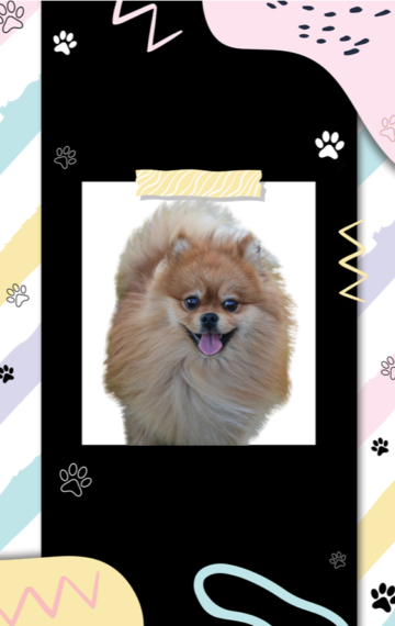 Pomeranian