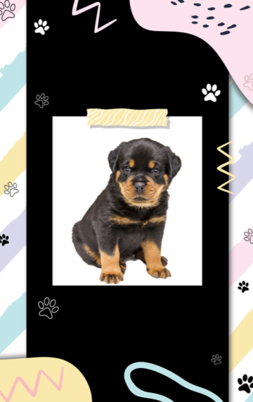 Rottweiler