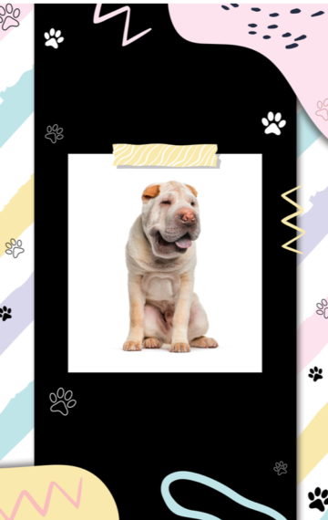 Shar Pei