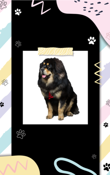Tibetan Mastiff