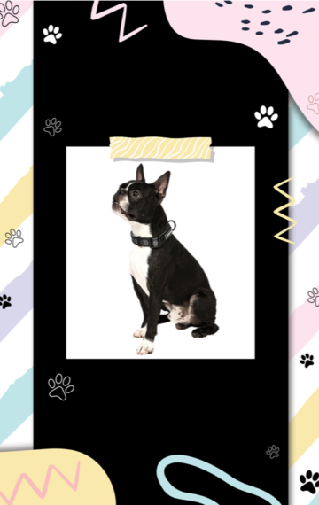 Boston Terrier