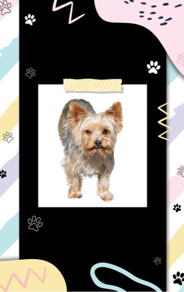 Yorkshire Terrier